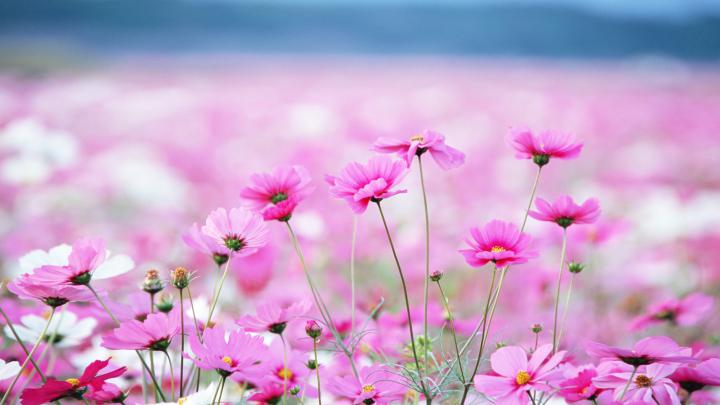 Summer Flowers Pink Daisy Desktop Wallpaper Backgrounds Free Download 