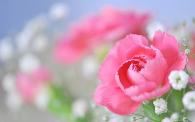 Peony Wallpapers Free Download