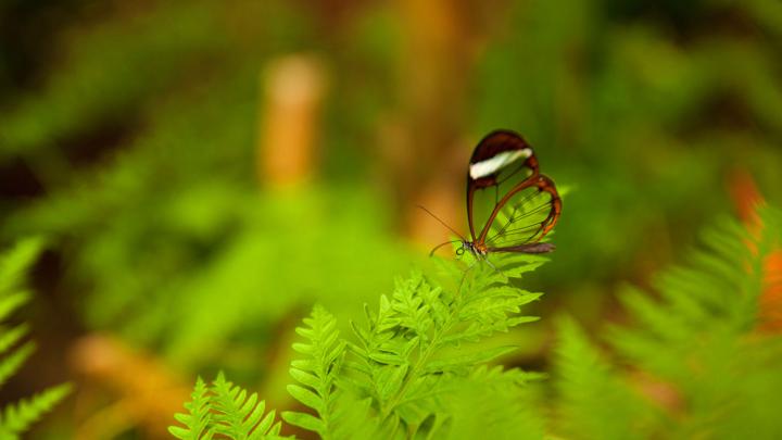 Butterfly World \u2013 Bing Wallpaper Download