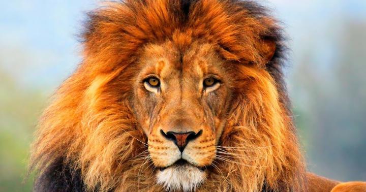 100 Lion Wallpapers for Your Desktop | Most beautiful places in the 