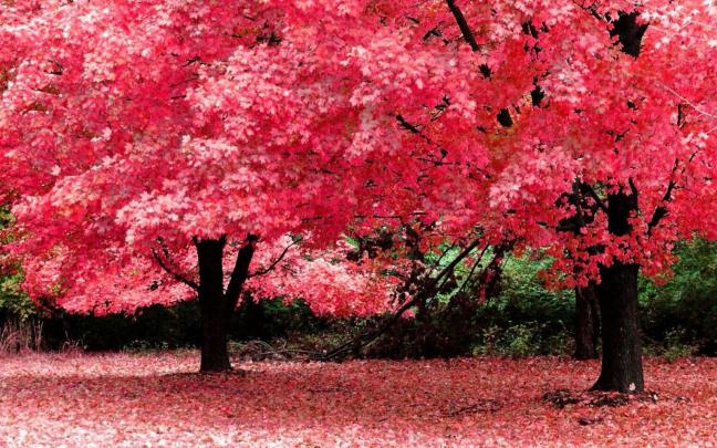 Download Wallpaper Desktop Background Full Screen HD Gallery