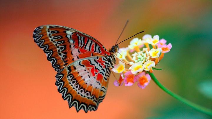 HD Wallpapers For PC Full Screen