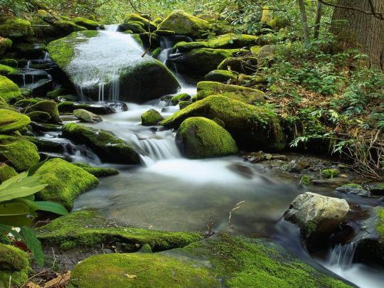 Landscape Mountain Stream Rocks With Green Moss Wallpaper Hd For 