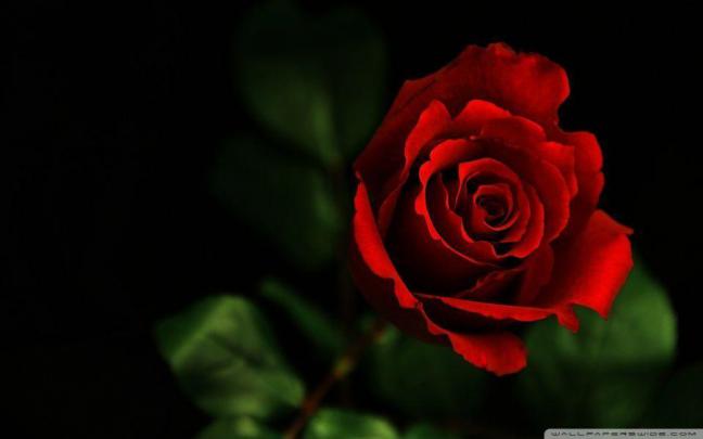 Full Screen HD Wallpapers