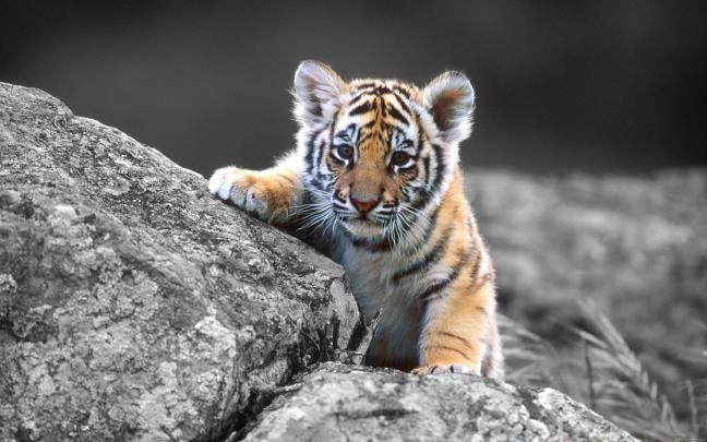 Full Screen HD Wallpapers