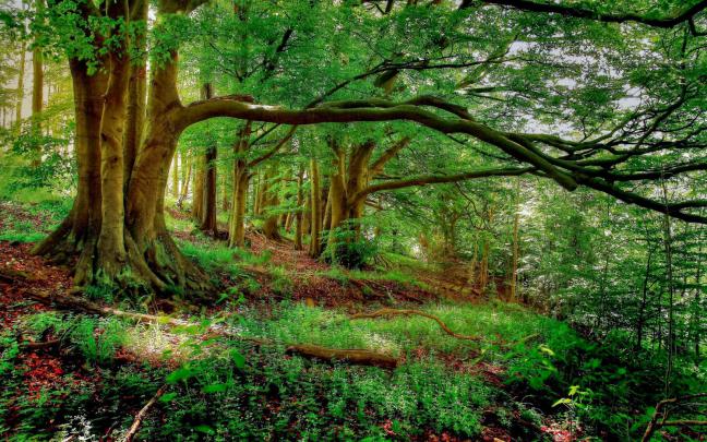 WALLPAPER HD UNTUK DESKTOP - HUTAN ~ NOTA KASAR