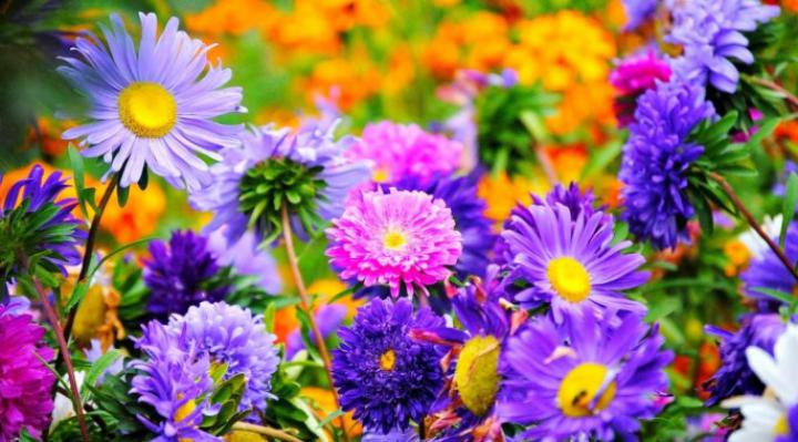 Wallpaper, Foto, Dan Gambar Bunga Cantik Untuk Laptop - Sunflower 