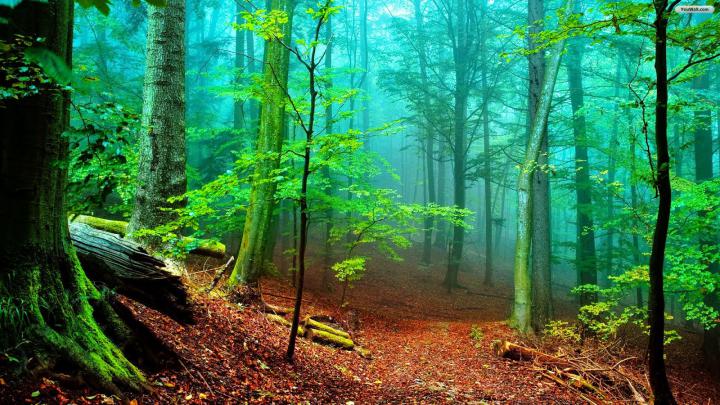 WALLPAPER HD UNTUK DESKTOP - HUTAN ~ NOTA KASAR