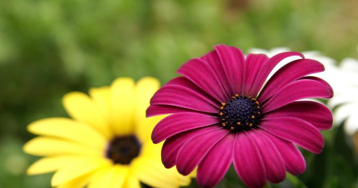 Hd Flower Wallpapers 1080P For Pc : Full HD Nature Wallpapers 1080p 