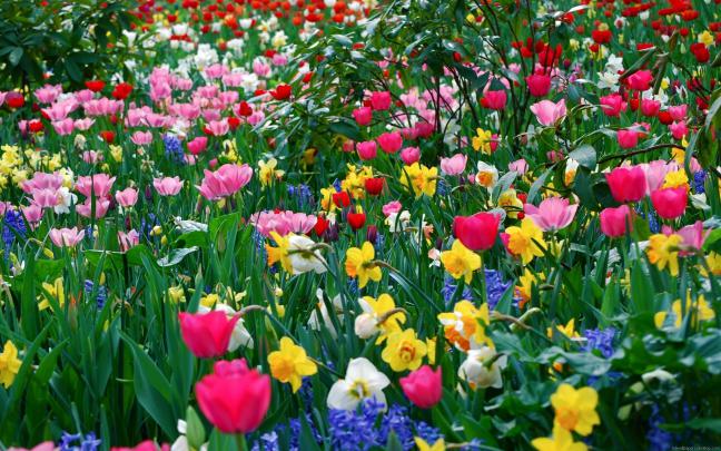 58+ Full HD Wallpapers 1080p Desktop