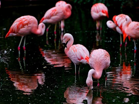 Flamingo Desktop Wallpaper Hd Widescreen Free Download For Windows 