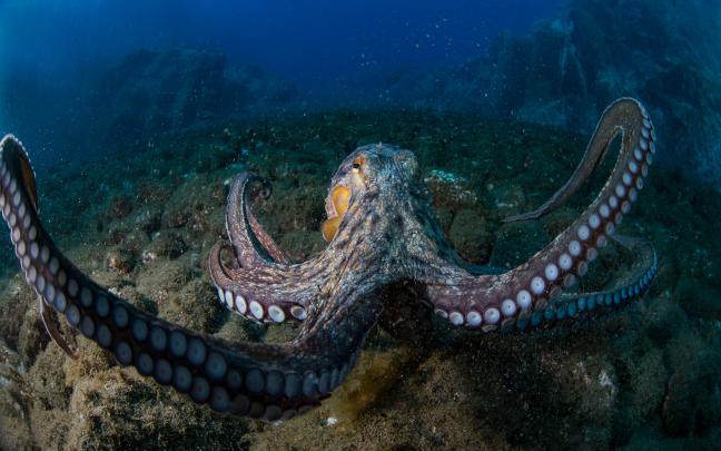 Octopus Desktop Wallpaper Hd Widesreen3840x2400