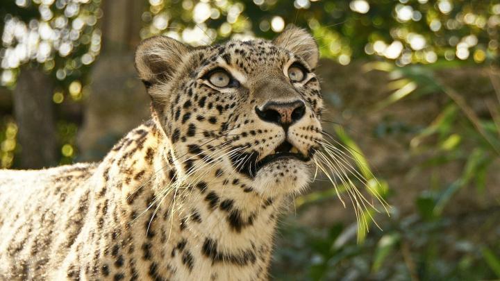 Animal Leopard Desktop Background Picture | HD Wallpapers
