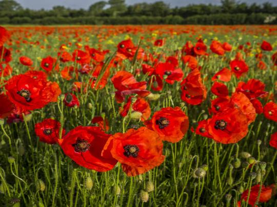 Poppies Desktop Background 341355