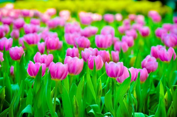 colorful, Tulips, Flowers, Plants Wallpapers HD \/ Desktop and Mobile 