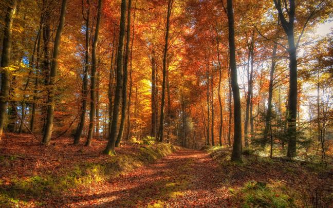 nature, Trees, Autumn, Forest Wallpapers HD \/ Desktop and Mobile 