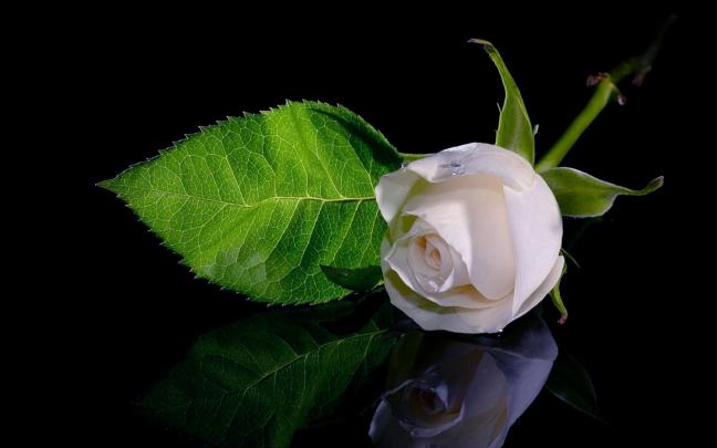 White Rose Desktop Wallpapers
