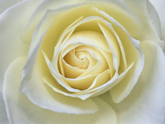 White Rose Backgrounds