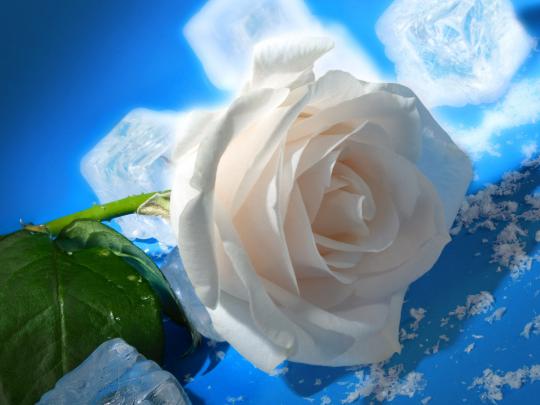 wallpapers: White Rose Wallpapers