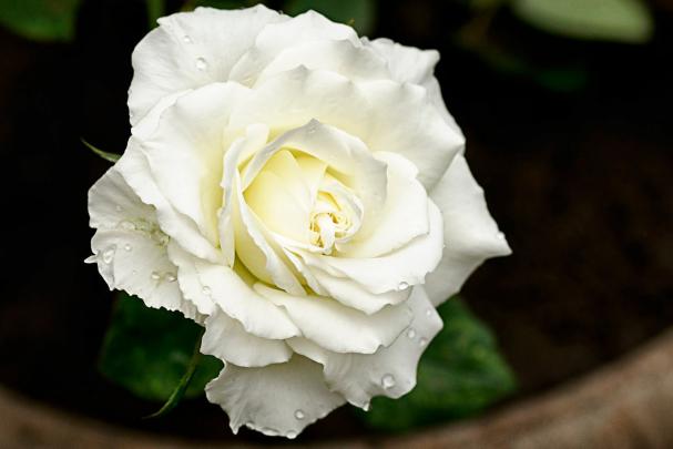White Roses Desktop Wallpaper -