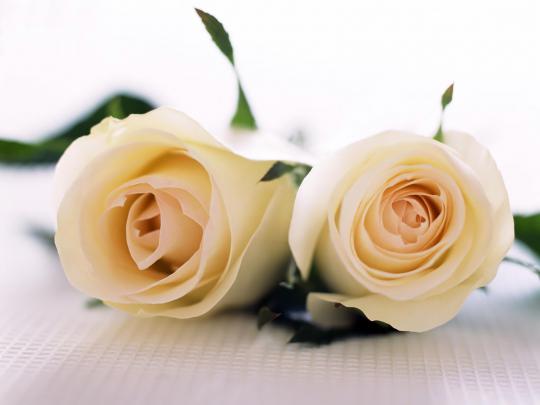flowers for flower lovers.: White rose desktop hd wallpapers.