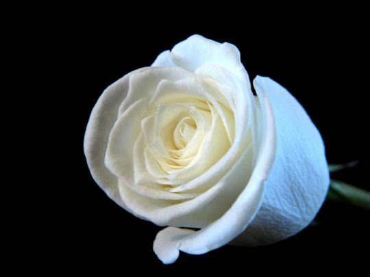 White Rose Wallpapers Images Photos Pictures Backgrounds