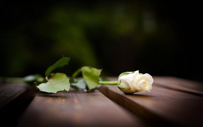 white roses - HD Desktop Wallpapers