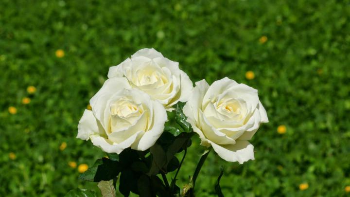 White Rose Wallpapers HD ~ Desktop Wallpapers free Download