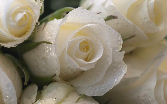 White Roses Wallpapers (60+ background pictures)