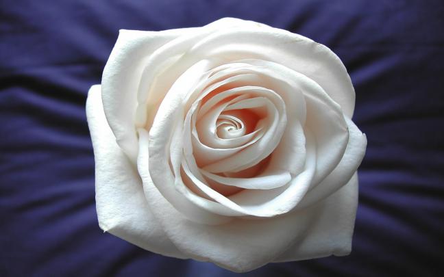 White Rose Desktop Wallpaper - Wallpaper, High Definition, High Quality 