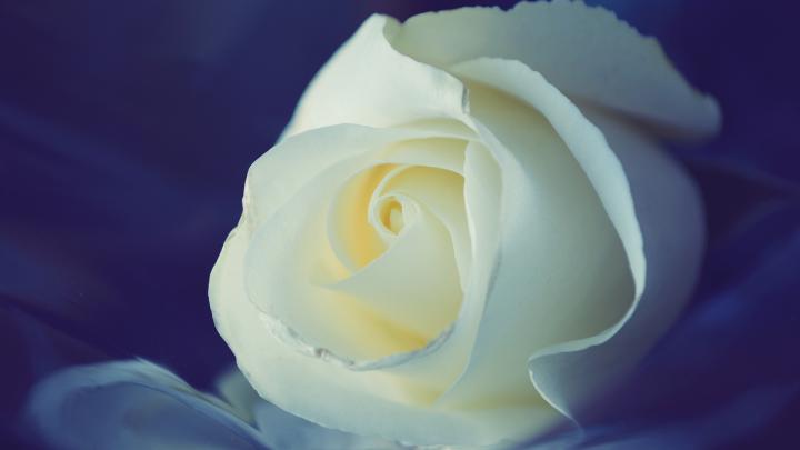 White Rose Wallpaper - Wallpaper, High Definition, High Quality, Widescreen