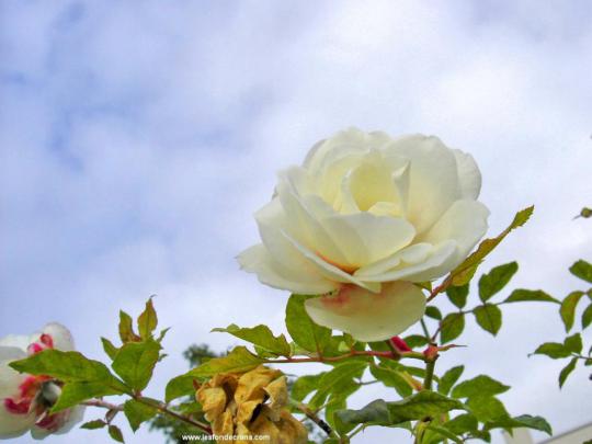 White Rose Flowers - Flower HD Wallpapers, Images, PIctures, Tattoos 