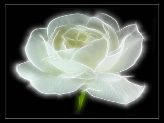 New White Rose Flowers Wallpapers - Entertainment Only