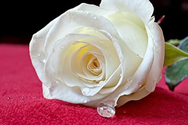 Beautiful Roses Wallpaper (48+ images)
