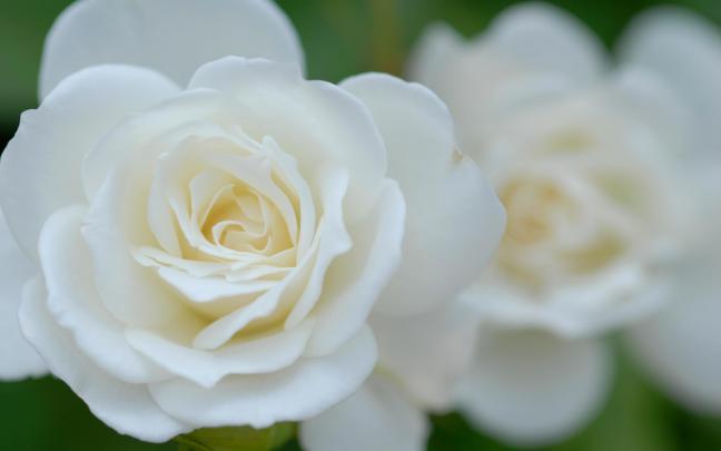 White Rose Desktop Wallpapers
