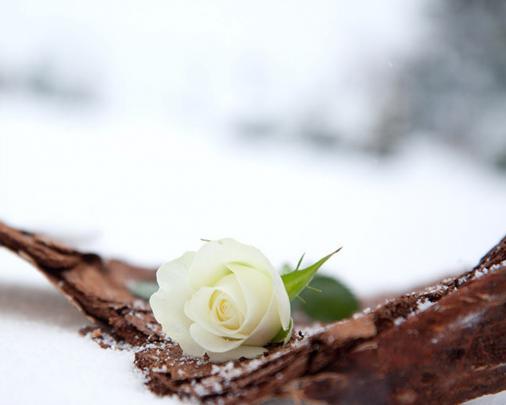 Winter white roses wallpaper | AllWallpaper.in #15912 | PC | en