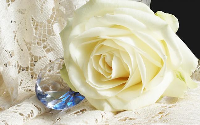 white roses hd free wallpaper for desktop - HD Wallpaper