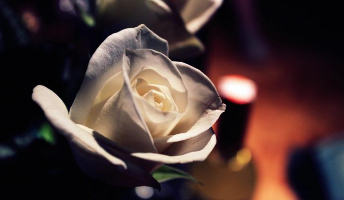 White Rose Flowers Wallpapers HD \/ Desktop and Mobile Backgrounds