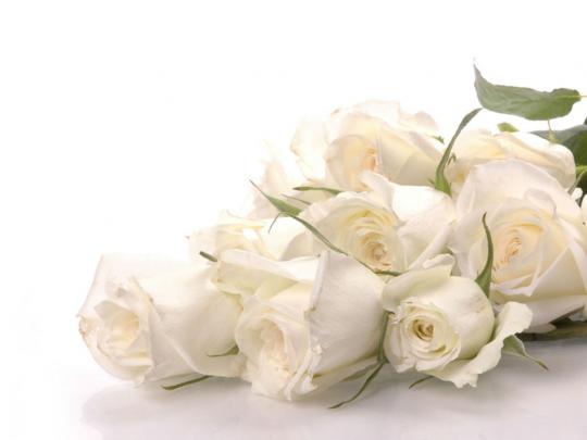 Pure White Rose Wallpaper - Colors Wallpaper (34512062) - Fanpop