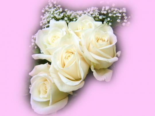 New White Rose Flowers Wallpapers - Entertainment Only