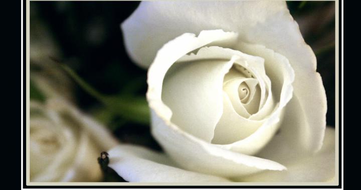 Inspirational Desktop Wallpaper: White Rose Desktop Wallpaper