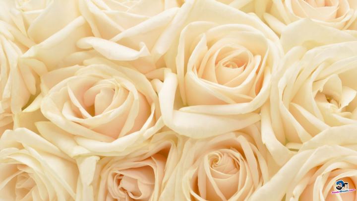 White background Tumblr \u00b7\u2460 Download free cool HD backgrounds for 