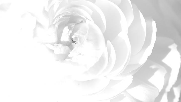 White Roses Background \u00b7\u2460 