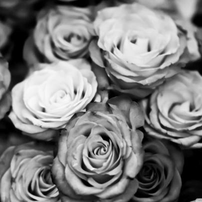 Black And White Rose Aesthetic 4k Wallpapers
