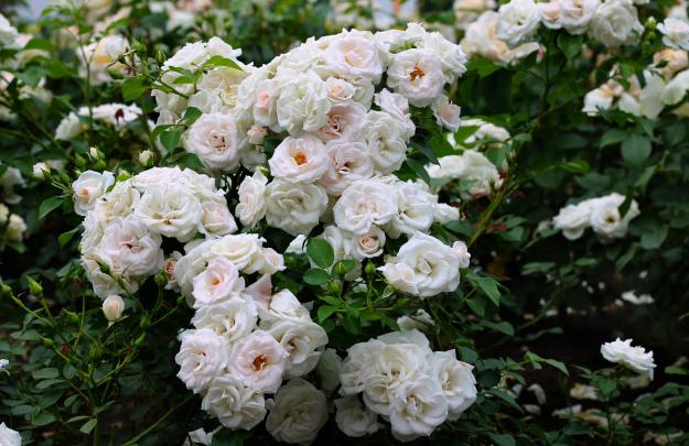 snow, Goose, Rose, White, Flower, Beauty Wallpapers HD \/ Desktop and 