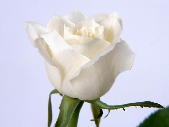 wallpapers: Rose Desktop Wallpapers and Backgrounds
