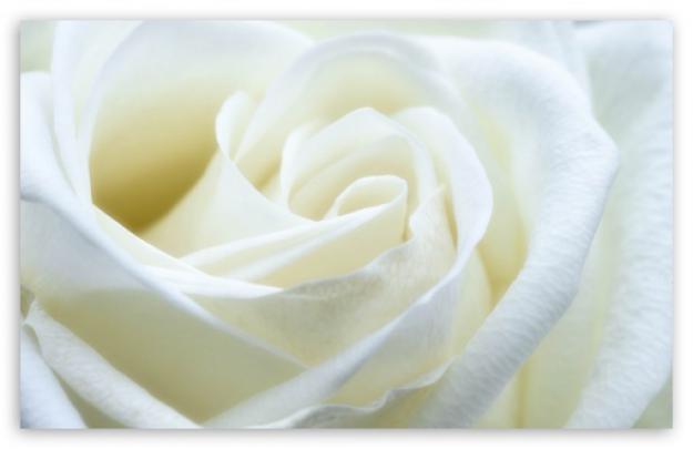 Download White Rose Wallpaper Gallery