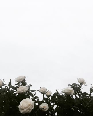 Black And White Rose Aesthetic 4k Wallpapers