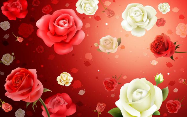 White Rose Flowers Wallpapers - Entertainment Only