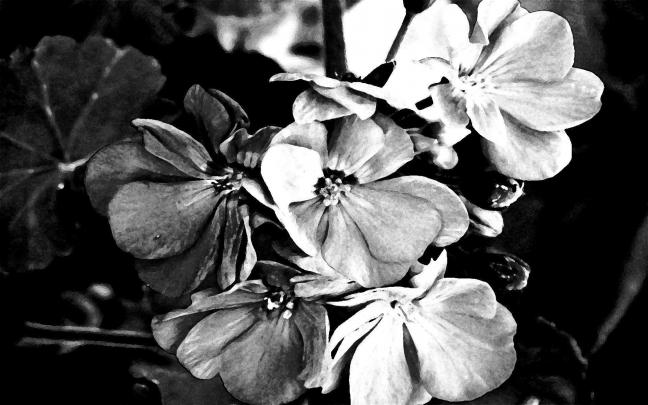 Black And White Roses Wallpapers